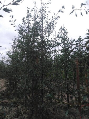 Alnus glutinosa 'Laciniata' 12-14 cm wortelgoed geveerd 2 X verplant - afbeelding 6
