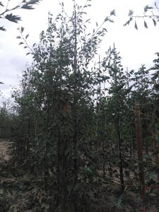 Alnus glutinosa 'Laciniata' 12-14 cm wortelgoed geveerd 2 X verplant - afbeelding 6
