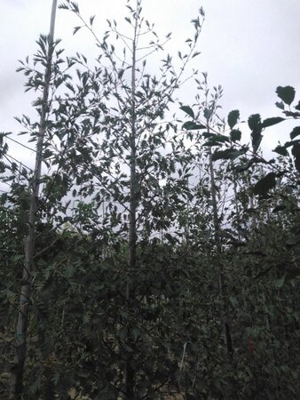 Alnus glutinosa 'Laciniata' 12-14 cm wortelgoed geveerd 2 X verplant - afbeelding 7