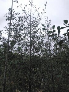 Alnus glutinosa 'Laciniata' 12-14 cm wortelgoed geveerd 2 X verplant - afbeelding 7