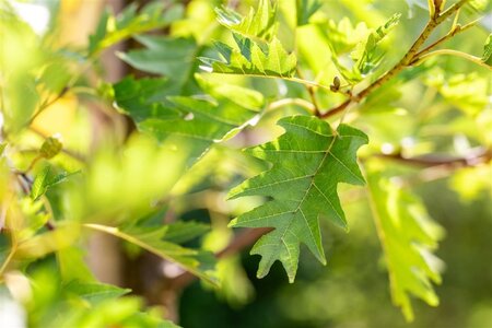Alnus glutinosa 'Laciniata' 12-14 cm wortelgoed geveerd 2 X verplant - afbeelding 1
