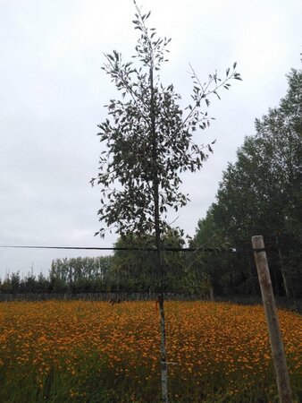 Alnus glutinosa 'Laciniata' 12-14 cm wortelgoed geveerd 2 X verplant - afbeelding 9