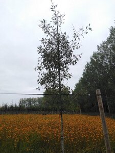 Alnus glutinosa 'Laciniata' 12-14 cm wortelgoed geveerd 2 X verplant - afbeelding 9
