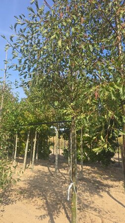 Alnus glutinosa 'Laciniata' 12-14 cm wortelgoed geveerd 2 X verplant - afbeelding 8