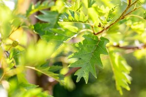 Alnus glutinosa 'Laciniata' 8-10 cm wortelgoed geveerd - afbeelding 1