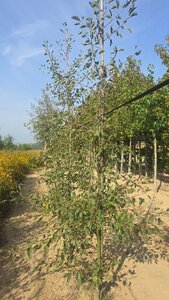 Alnus glutinosa 'Laciniata' 8-10 cm wortelgoed geveerd - afbeelding 6