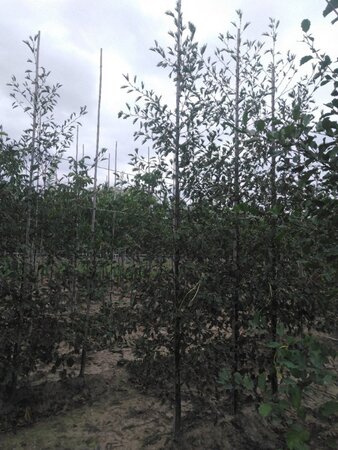 Alnus glutinosa 'Laciniata' 8-10 cm wortelgoed geveerd - afbeelding 8