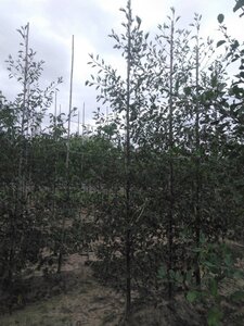 Alnus glutinosa 'Laciniata' 8-10 cm wortelgoed geveerd - afbeelding 8