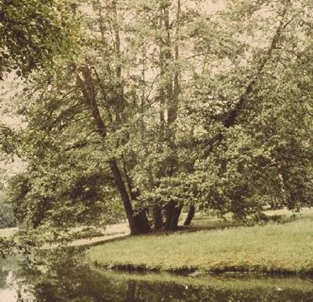 Alnus glutinosa 16-18 Hoogstam draadkluit 3 X verplant - afbeelding 7