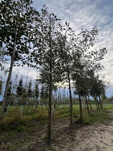 Alnus glutinosa 16-18 Hoogstam draadkluit 3 X verplant - afbeelding 5