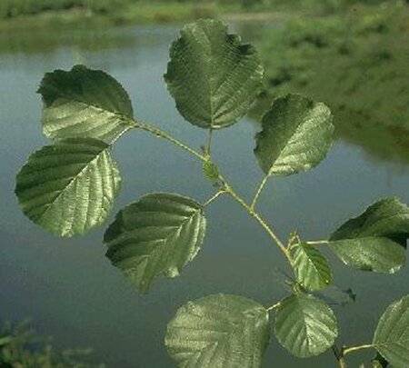 Alnus glutinosa 16-18 Hoogstam draadkluit 3 X verplant - afbeelding 8