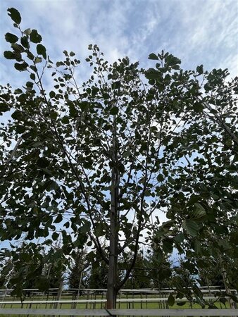 Alnus glutinosa 16-18 Hoogstam draadkluit 3 X verplant - afbeelding 6