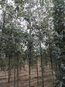 Alnus glutinosa 18-20 Hoogstam draadkluit 3 X verplant - afbeelding 8