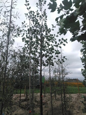 Alnus glutinosa 18-20 Hoogstam draadkluit 3 X verplant - afbeelding 5