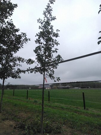 Alnus glutinosa 18-20 Hoogstam draadkluit 3 X verplant - afbeelding 7