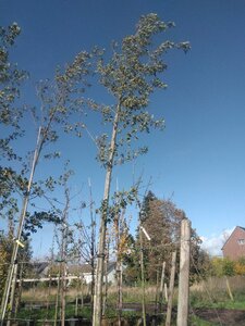 Alnus glutinosa 20-25 Hoogstam draadkluit 3 X verplant - afbeelding 4