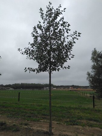 Alnus glutinosa 25-30 Hoogstam draadkluit 3 X verplant