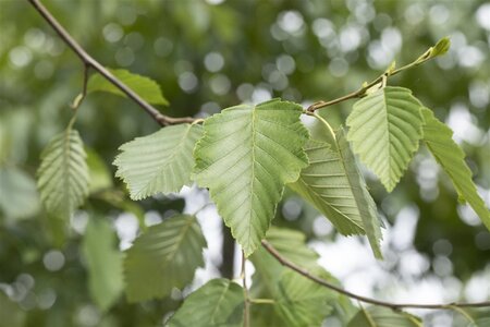 Alnus incana 16-18 Hoogstam draadkluit 3 X verplant - afbeelding 1