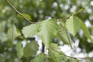 Alnus incana 16-18 Hoogstam draadkluit 3 X verplant - afbeelding 1
