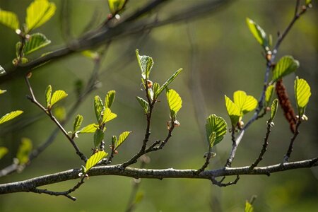 Alnus incana 16-18 Hoogstam draadkluit 3 X verplant - afbeelding 2