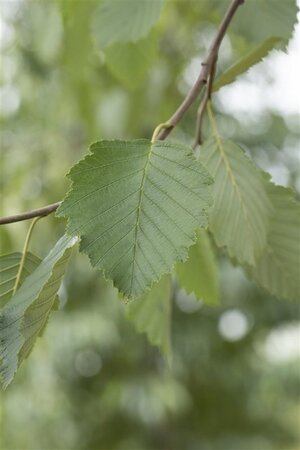 Alnus incana 16-18 Hoogstam draadkluit 3 X verplant - afbeelding 3