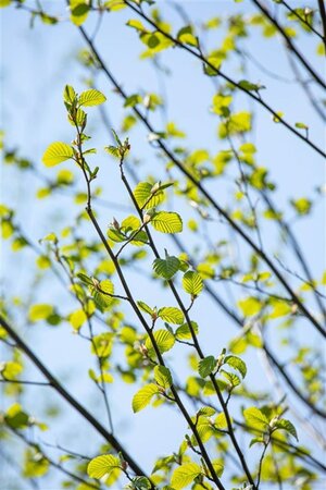 Alnus incana 16-18 Hoogstam draadkluit 3 X verplant - afbeelding 4