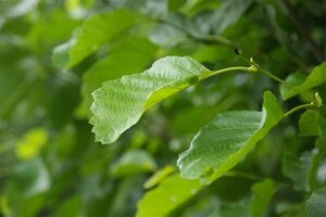 Alnus incana 16-18 Hoogstam draadkluit 3 X verplant - afbeelding 5