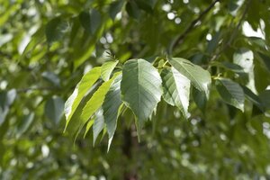 Alnus spaethii 10-12 cm wortelgoed geveerd - afbeelding 3
