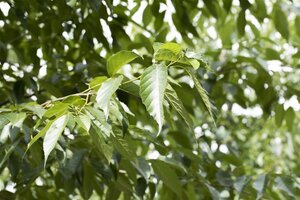 Alnus spaethii 16-18 Hoogstam draadkluit 3 X verplant - afbeelding 2