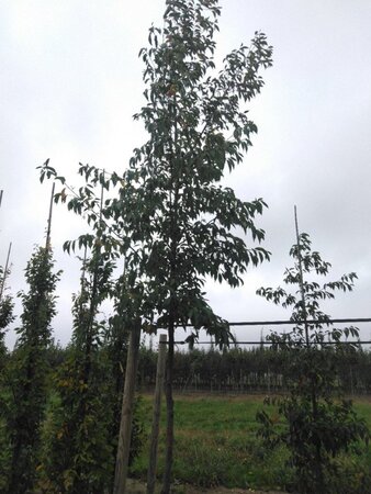 Alnus spaethii 18-20 Hoogstam draadkluit 3 X verplant - afbeelding 5