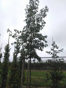 Alnus spaethii 18-20 Hoogstam draadkluit 3 X verplant - afbeelding 5