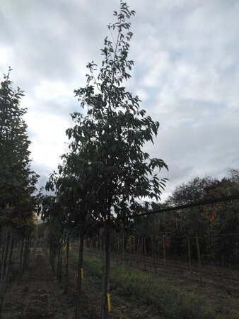 Alnus spaethii 18-20 Hoogstam draadkluit 3 X verplant - afbeelding 4