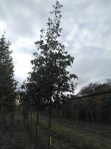 Alnus spaethii 18-20 Hoogstam draadkluit 3 X verplant - afbeelding 4
