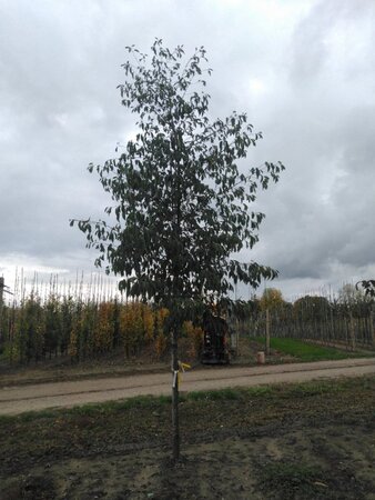 Alnus spaethii 20-25 Hoogstam draadkluit 3 X verplant - afbeelding 2