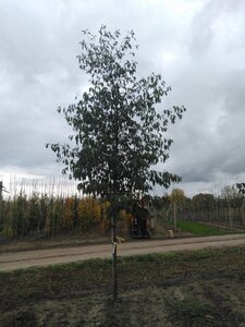Alnus spaethii 20-25 Hoogstam draadkluit 3 X verplant - afbeelding 2