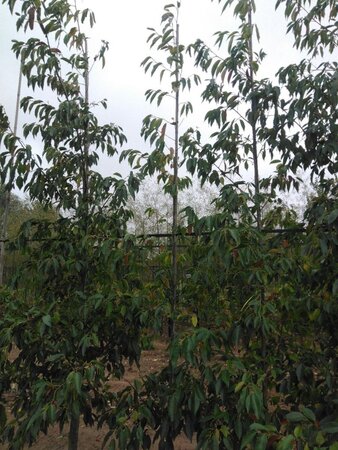 Alnus spaethii 6-8 cm wortelgoed geveerd - afbeelding 4