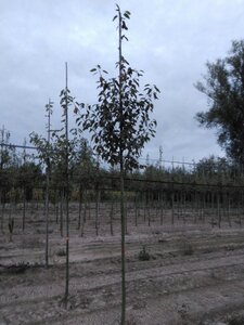 Amelanchier arborea 'Robin Hill' 10-12 Hoogstam wortelgoed - afbeelding 4