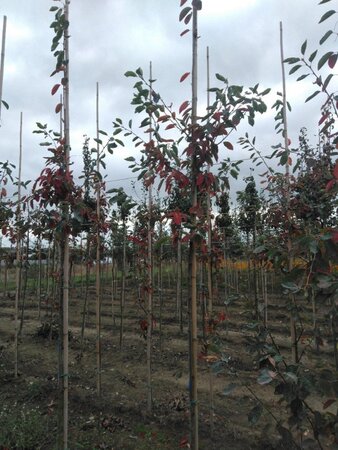 Amelanchier 'Ballerina' 6-8 Hoogstam wortelgoed - afbeelding 5