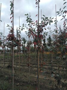 Amelanchier 'Ballerina' 6-8 Hoogstam wortelgoed - afbeelding 5