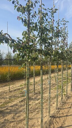 Amelanchier 'Ballerina' 6-8 Hoogstam wortelgoed - afbeelding 3