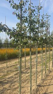 Amelanchier 'Ballerina' 6-8 Hoogstam wortelgoed - afbeelding 3