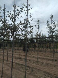 Amelanchier 'Ballerina' 6-8 Hoogstam wortelgoed - afbeelding 4