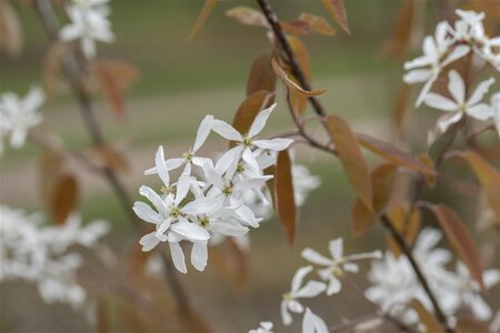 Amelanchier 'Ballerina' 8-10 Hoogstam wortelgoed - afbeelding 2