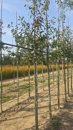 Amelanchier 'Ballerina' 8-10 Hoogstam wortelgoed - afbeelding 3