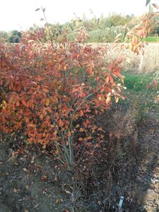 Amelanchier lamarckii 125-150 cm met kluit solitair - afbeelding 1
