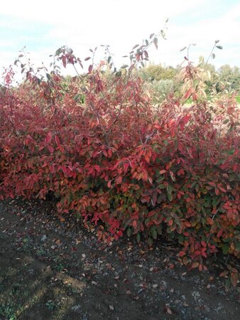 Amelanchier lamarckii 175-200 cm draadkluit meerstammig - afbeelding 1