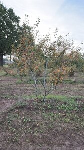 Amelanchier lamarckii 175-200 cm draadkluit meerstammig - afbeelding 3