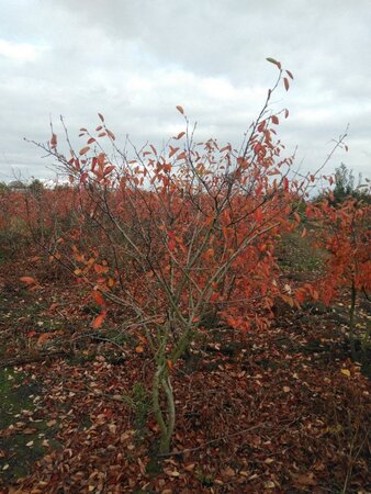 Amelanchier lamarckii 175-200 cm draadkluit meerstammig - afbeelding 2