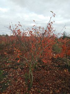 Amelanchier lamarckii 175-200 cm draadkluit meerstammig - afbeelding 2