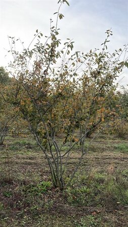 Amelanchier lamarckii 175-200 cm draadkluit meerstammig - afbeelding 5